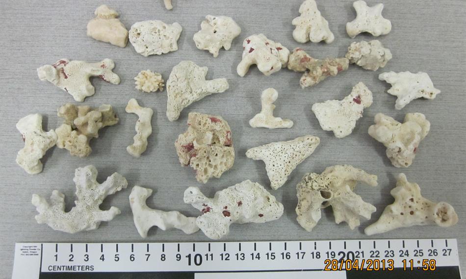 2013-5-3-852CITES 28-4-2013.jpg